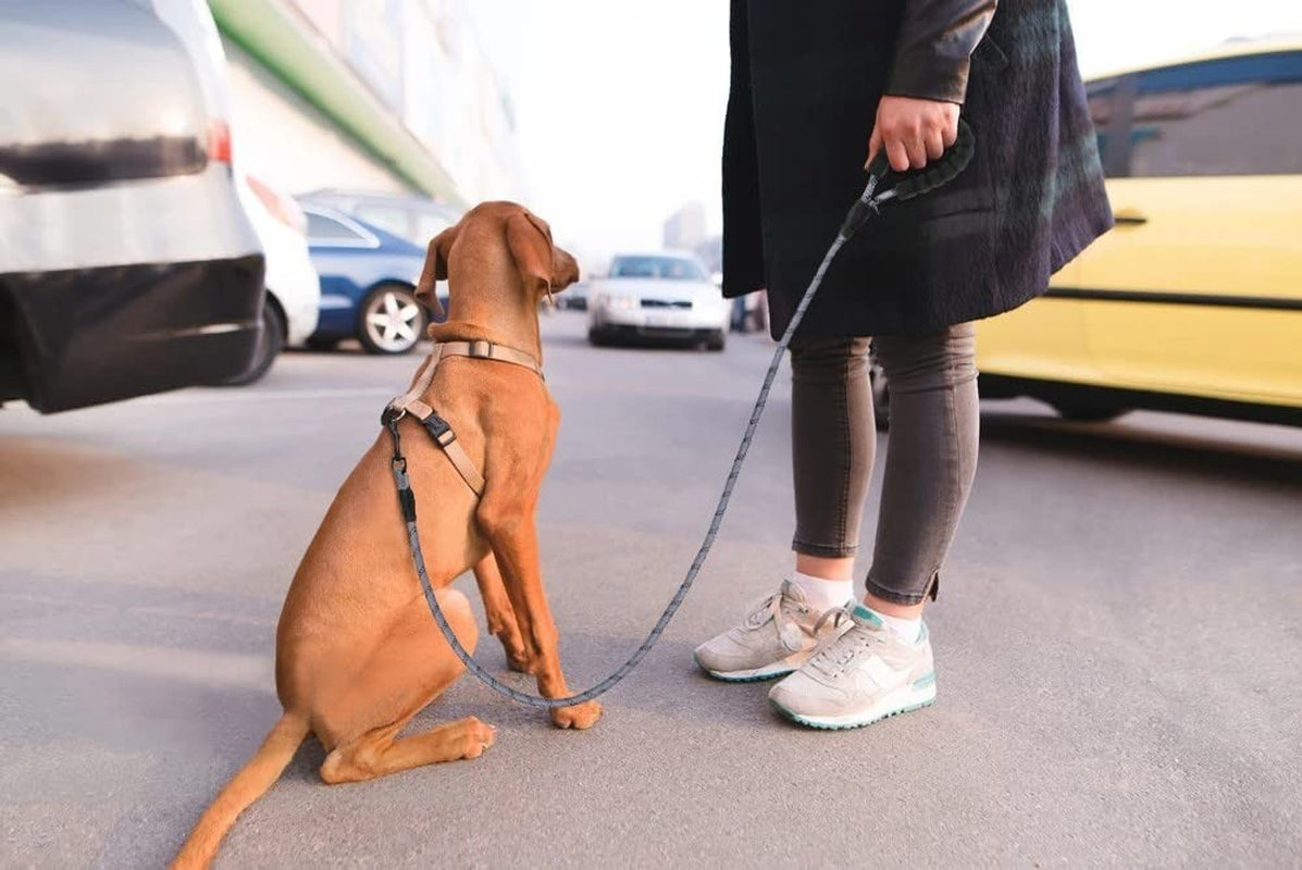 Extra Strong 5Ft Reflective Rope Dog Lead with Comfortable Foam Padded Handle - Perfect for All Dog Sizes